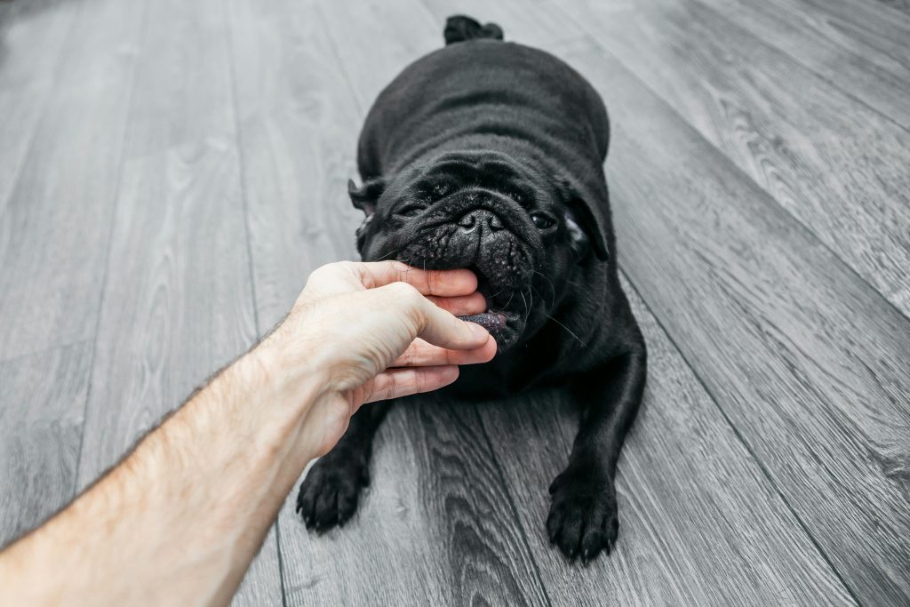 Steps to Take After a Dog Bite Injury